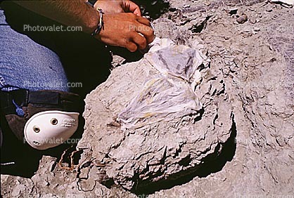 Maiasaurus excavation, Badlands, Montana