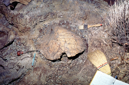 Fossil Bones, Archaeology Dig