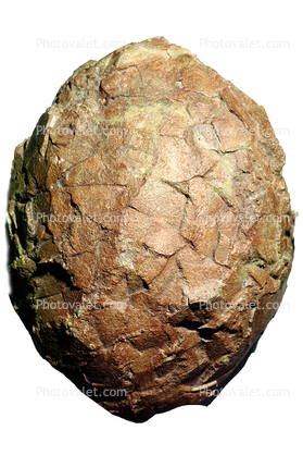 Fossilized Dinosaur Egg