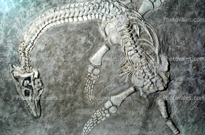Plesiosaur, Fossile, Bones, fins