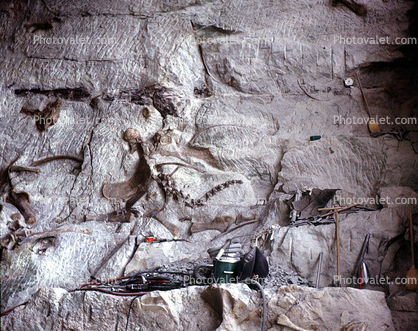 Wall of Bones, Dinosaur Quarry building, Quarry Visitor Center