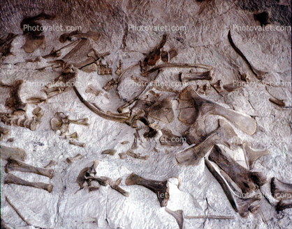 Wall of Bones, Dinosaur Quarry building, Quarry Visitor Center
