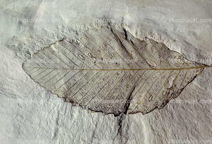 Oak Leaf, Fossil, Quercus, 15 million years ago