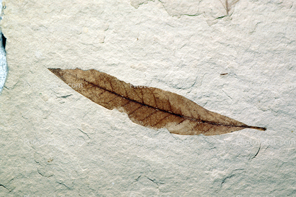 Beech Tree Leaf, Fagus, 15 million years ago