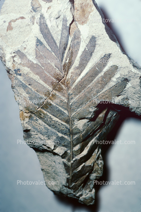 Fern Leaf, Cycad, Cycas, 50 million years ago