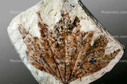 Sycamore Leaf, Macginitin, 50 million years ago