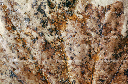Sycamore Leaf Fossil Close-up, Macginitin, 50 million years ago