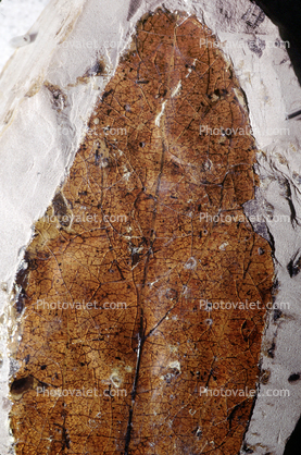 Laurel Leaf Fossil, Cinnamomum. Lauraceae, 50 million yaers ago