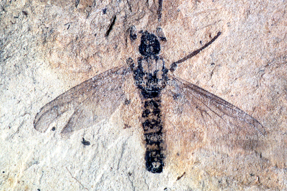 March fly, 210 million years old