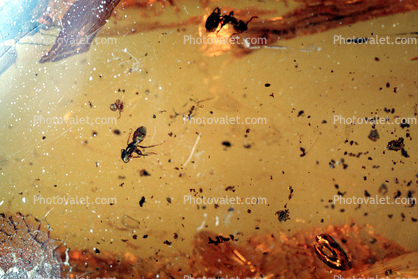 Worker Ant, Dolichoderinae, Baltic Amber, Hymenoptera, Insect in Amber