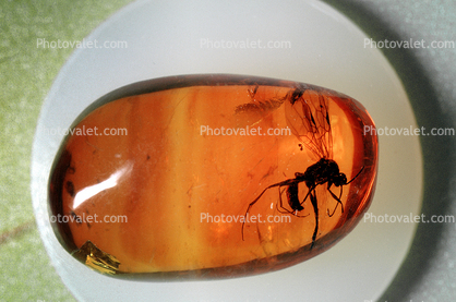 Winged Male, Ponerinea, Insect in Amber