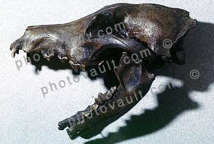 Icaronycteris, Bat Skull, 50 million years ago