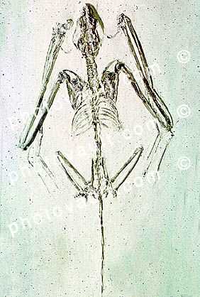 Icaronycteris index, Fossil Bat Skeleton, 50 million years ago, 50 million years ago