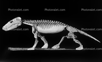 Mammal Skeleton