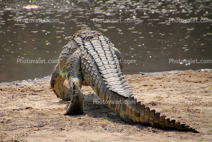 Nile crocodile, skin, (Crocodylus niloticus), Crocodylidae, Crocodylinae, freshwater, Katavi National Park, Tanzania
