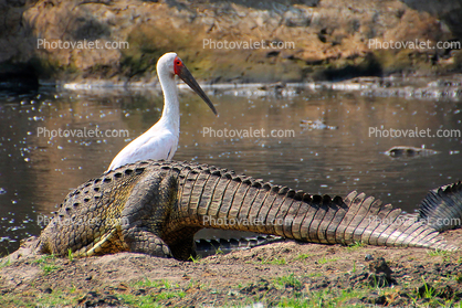 Nile crocodile, (Crocodylus niloticus), Crocodylidae, Crocodylinae, freshwater, Katavi National Park, Tanzania