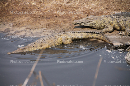 Slender-snouted Crocodile, (Crocodylus cataphractus), freshwater, Lake Tanganyika