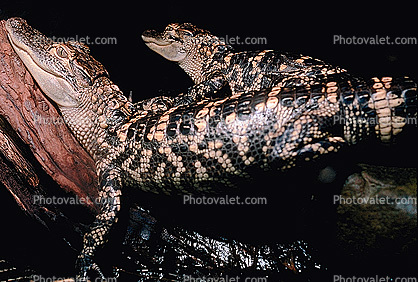 Baby American Alligator on Parents Back, Piggyback