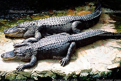 American Alligator, (Alligator mississippiensis), Crocodylia, Alligatoridae