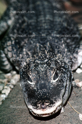 Chineses Alligator, (Alligator sinensis), Alligatoridae