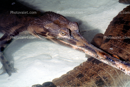 False Gharial or Malayan Gharial, (Tomistoma schlegelii), Crocodylidae, Tomistominae