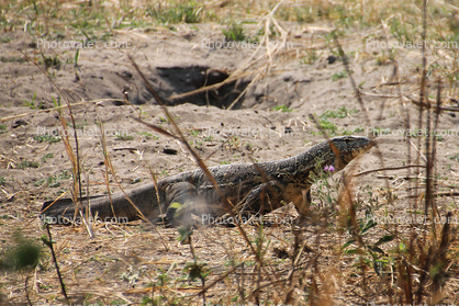 Nile Monitor Lizard, (Varanus niloticus), Lacertilia, Varanidae, Stealing Nile Crocodile Eggs, Katavi National Park