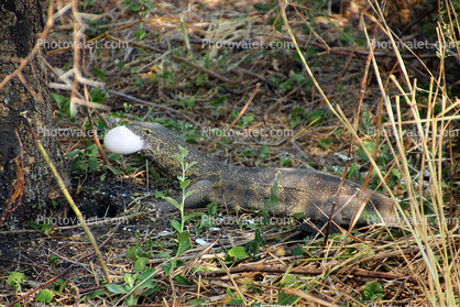 Nile Monitor Lizard, (Varanus niloticus), Lacertilia, Varanidae, Stealing Nile Crocodile Eggs, Katavi National Park