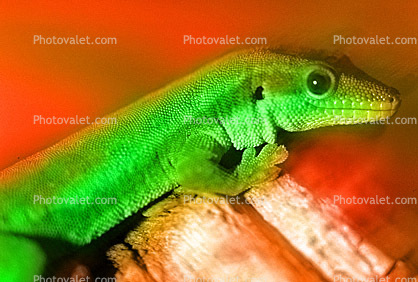 Madagascar Day Gecko , Madagascar Day Gecko, (Phelsuma standingi), Gekkonidae, Gekkoninae