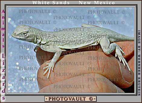 Bleached Earless Lizard, White Sands National Monument, New Mexico