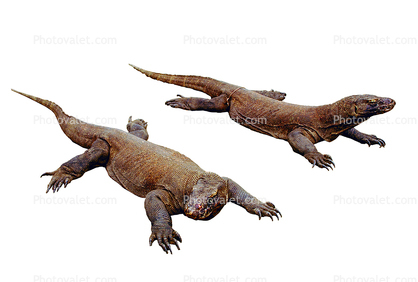 Kommodo Island, Great Komodo Monitor, (Varanus komodoensis), Varanidae, Varanus, photo-object, object, cut-out, cutout