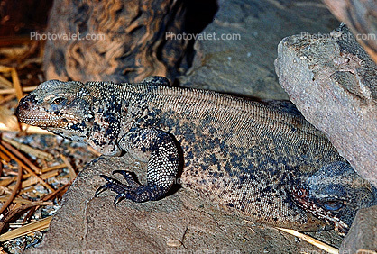 Chuckwalla, (Sauromalus ater), Iguania, Iguanidae, Claws