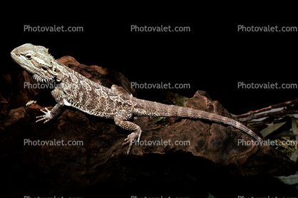 Bearded Dragon, (Pogona vitticeps), Lacertilia, Agamidae