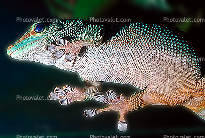 Madagascar Day Gecko, (Phelsuma standingi), Gekkonidae, Gekkoninae