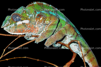 Panther Chameleon, Biomimicry