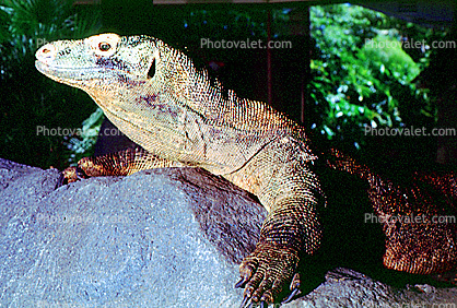 Great Komodo Monitor, (Varanus komodoensis), Varanidae, Varanus
