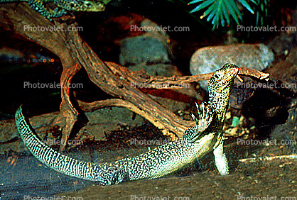 Blue-Tailed Monitor Lizard, (Varanus doreanus), Varanidae