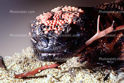 Gila Monster, (Heloderma suspectum), Varanoidea, Helodermatidae