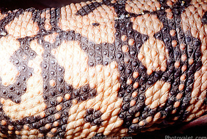 Gila Monster Skin, beads, (Heloderma suspectum), Varanoidea, Helodermatidae