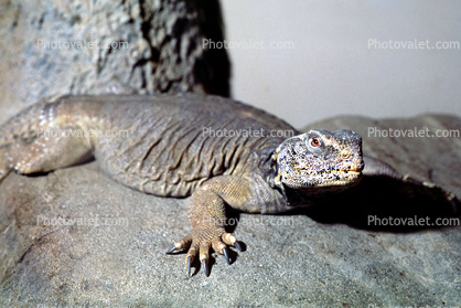 Chuckwalla, (Sauromalus ater), Iguania, Iguanidae