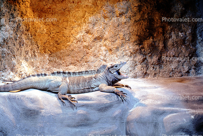Rhinoceros iguana, (Cyclura cornuta), Iguanidae