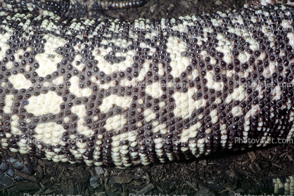 Mexican Beaded Lizard skin, beads, (Heloderma horridum), Varanoidea, Helodermatidae