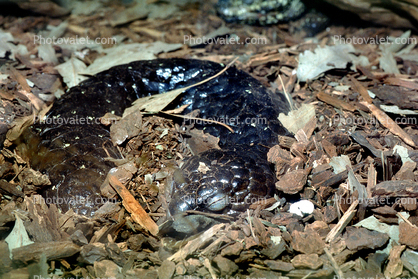 Shingleback Skink