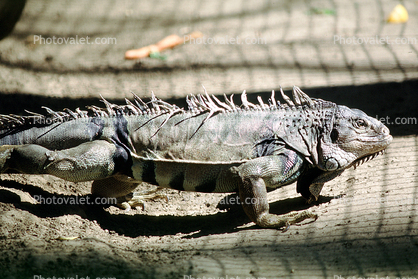 Iguana