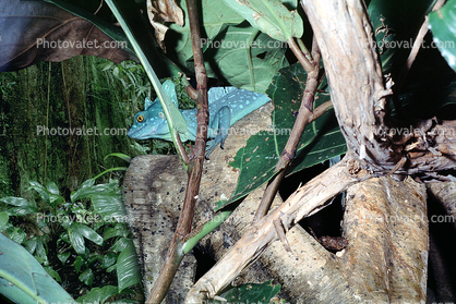 Male Basilisk Lizard, (Basiliscus plumifrons), Iguania, Corytophanidae, corytophanid