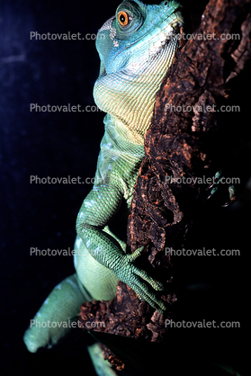 Female Basilisk Lizard, (Basiliscus plumifrons), Iguania, Corytophanidae, corytophanid