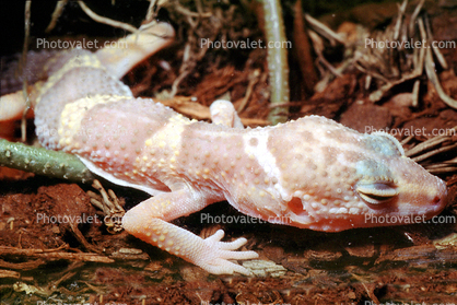 Leopard Gecko, (Eublepharis macularis), Eublepharidae, crepuscular ground-dwelling lizard