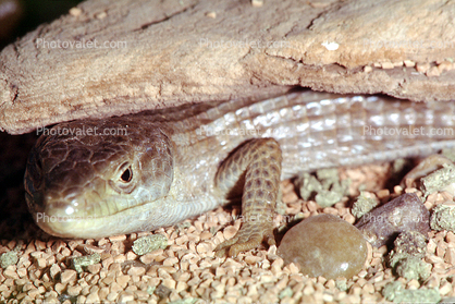 Alligator Lizard