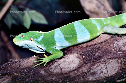 Fiji Island Iguana 