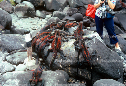 Galapagos Marine Iguana, (Amblyrhynchus cristatus), Iguania, Iguanidae