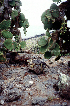 Galapagos Marine Iguana, (Amblyrhynchus cristatus), Iguania, Iguanidae